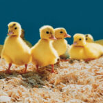 Quebra-cabeça de criaturinhas adoráveis